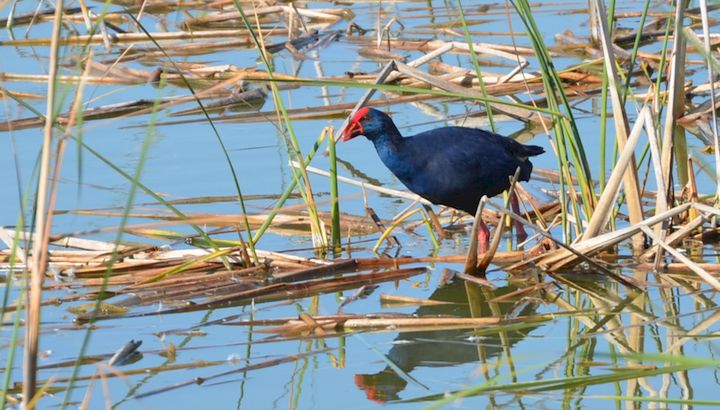 Découverte des oiseaux méditerranéens